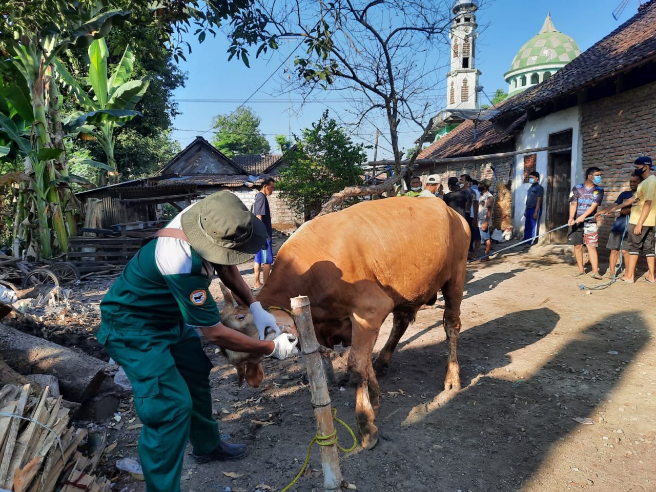 Disnakkan Bojonegoro Terjunkan Tim saat Penyembelihan Hewan Kurban, Pastikan Daging Layak Konsumsi