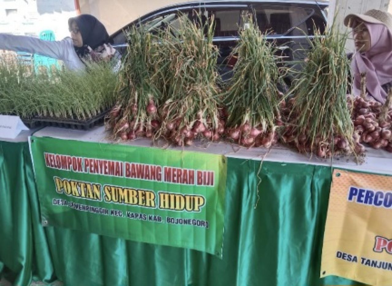 Pemkab Bojonegoro Dorong Petani Bawang Merah Gunakan Benih Biji, Lebih Efisien dan Hasil Melimpah