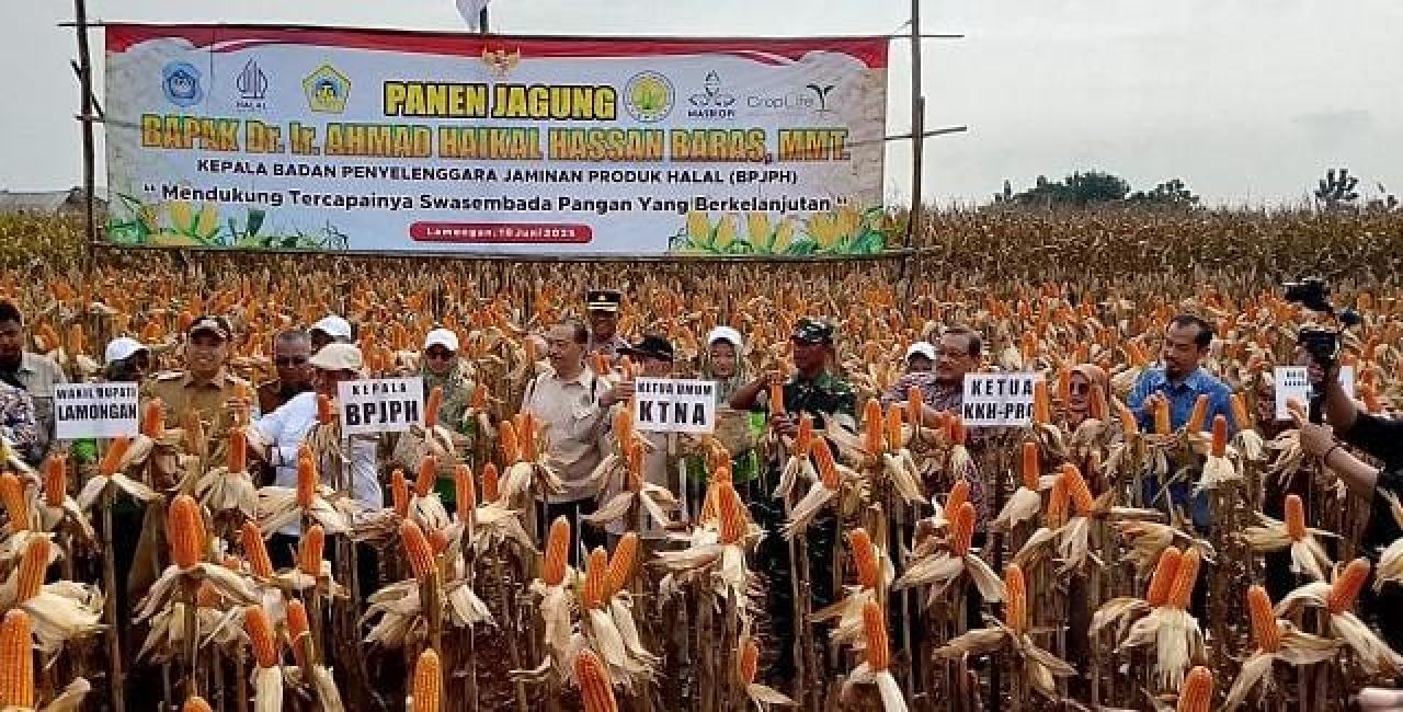 Jagung GMO Halal 100 Persen, Solusi Ketahanan Pangan Nasional
