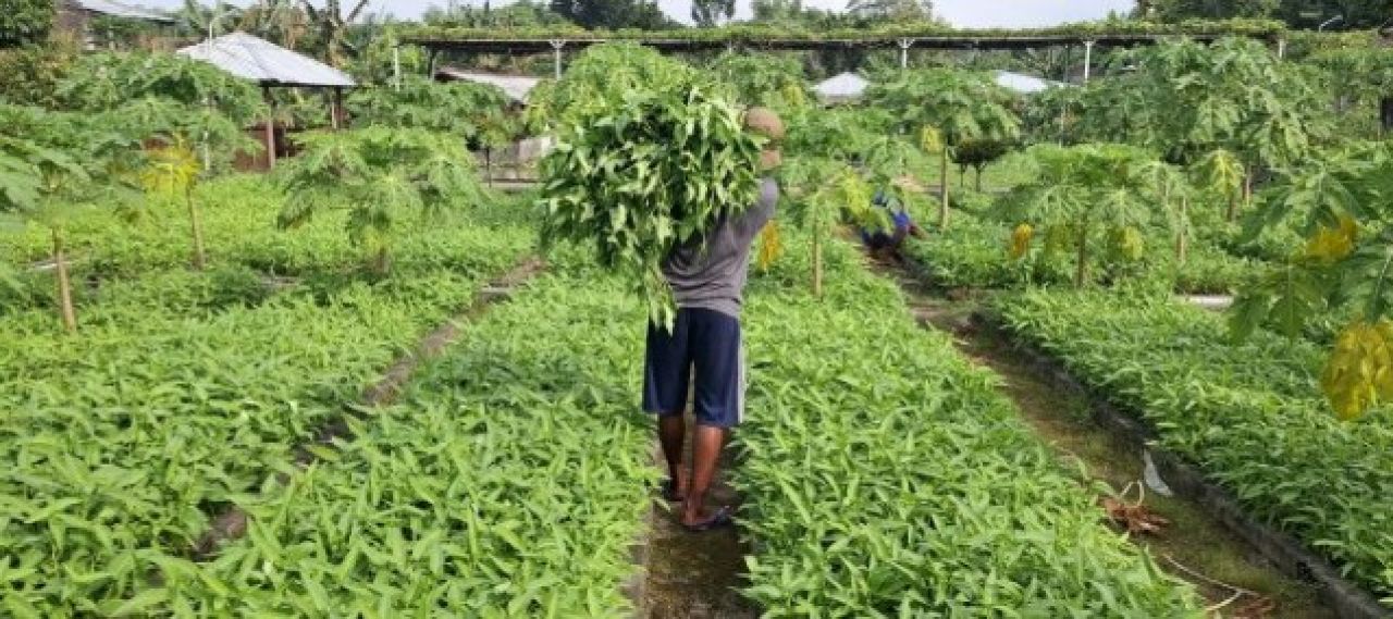 Panen Kangkung 400 Kg, Lapas Kediri Tunjukan Pembinaan Mandiri