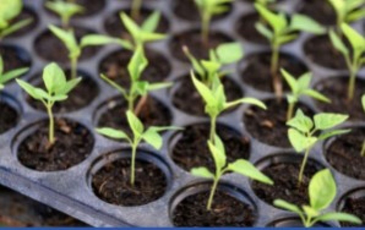 Pemkab Bojonegoro Salurkan Bibit Cabai Dorong Ketahanan Pangan Warga