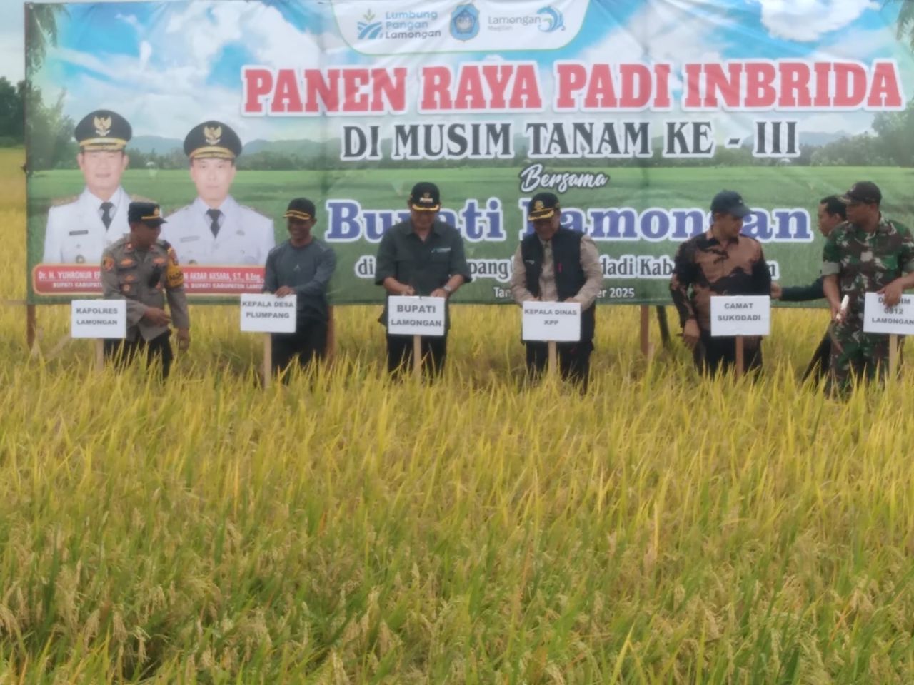 Harga Gabah di Lamongan Tembus Rp 7.200 Saat Panen Raya ke-III