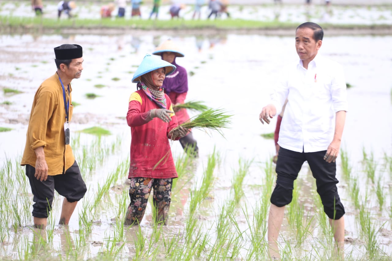 Presiden RI Joko Widodo Kunker Tanam Padi dan Pasar Tradisional