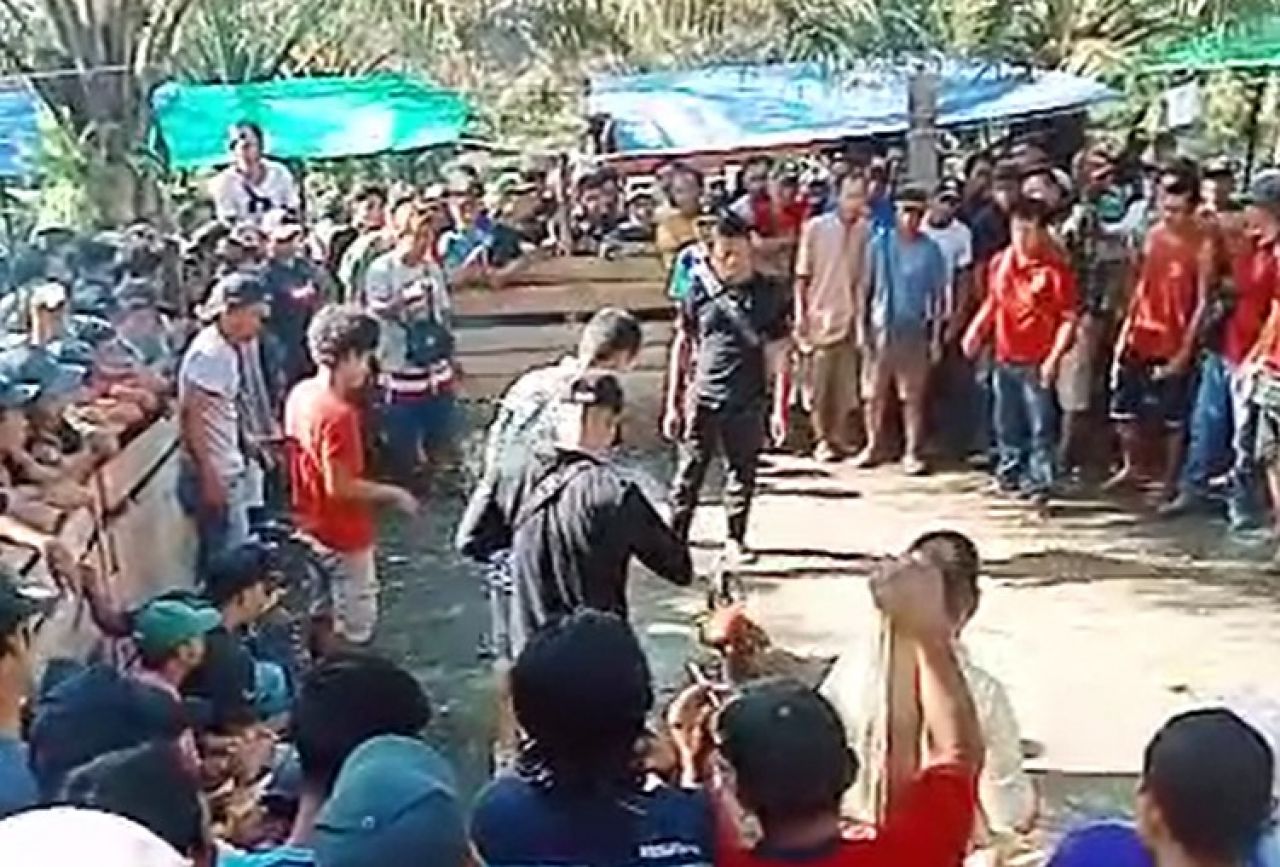 Diduga Ada Arena Judi Sabung Ayam di Desa Solam Raya, Desa Sarai, Dusun Remiang dan Desa Riam Kijang