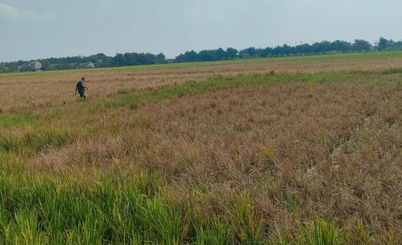 Ratusan Hektare Sawah Gagal Panen Akibat Hama Wereng dan Kekeringan Air, Ashori Tuding Pemkab Lamongan Dinilai Lambat
