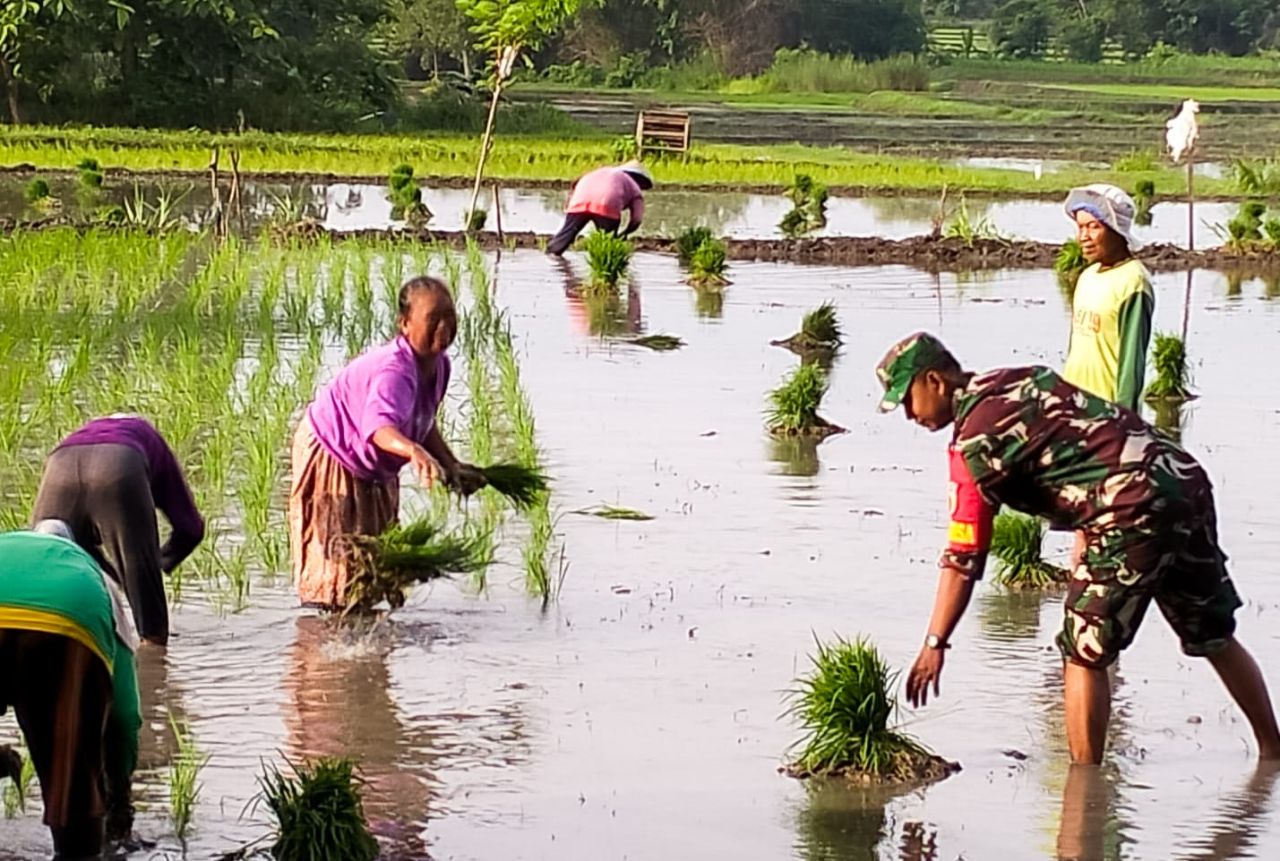 Dukung Hanpangan, Babinsa Koramil Purwosari Bojonegoro Bantu Petani Tanam Padi