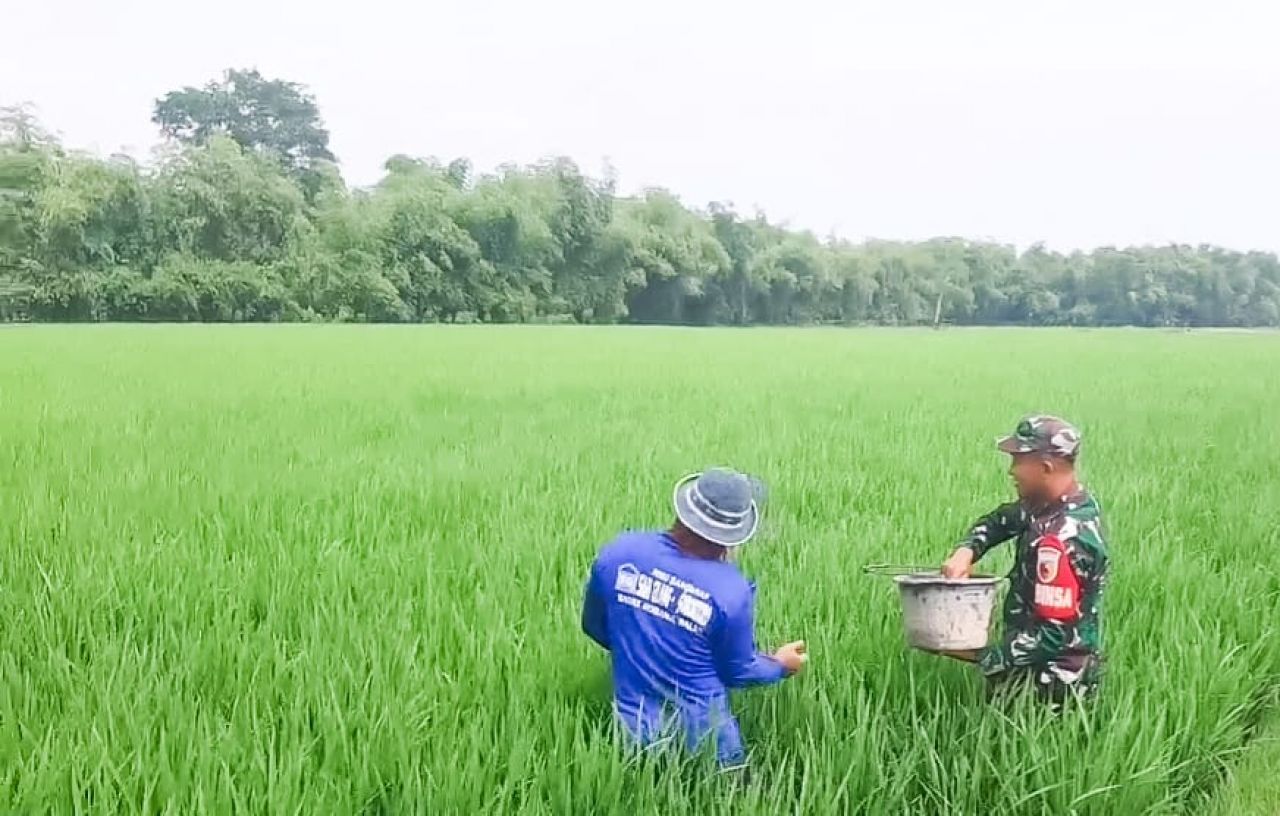 Dukung Program Ketahanan Pangan, Babinsa Koramil Balen Bojonegoro bantu Petani Rawat Tanaman Padi