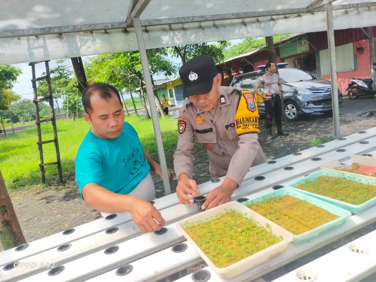 Gerakan Tanam Hidroponik di Sidoarjo, Warga Manfaatkan Lahan Kosong untuk Dukung Program Asta Cita