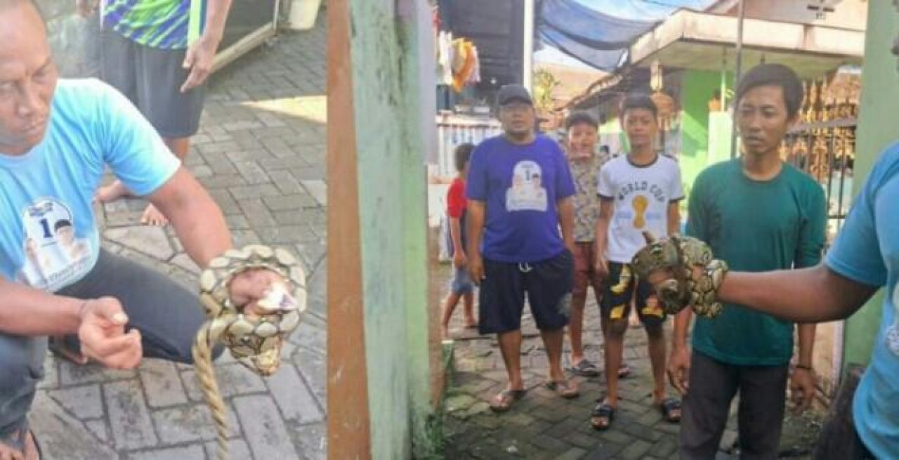 Mbah Bureg Tangkap Ular Sanca Masuk Rumah Warga Kauman Kota Kediri