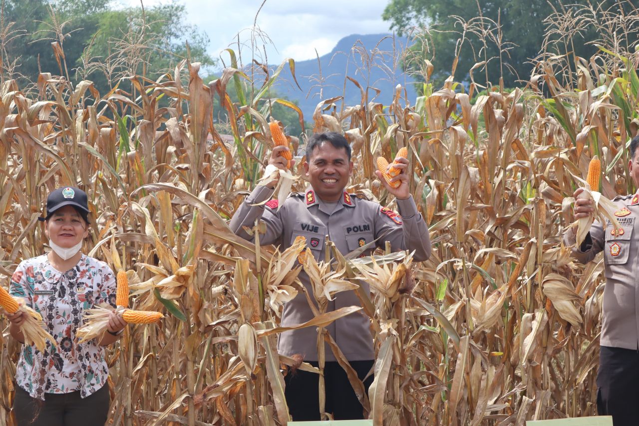 Kapolres Toba Hadiri Panen Raya Jagung Kuartal II Secara Serentak Bersama Presiden RI