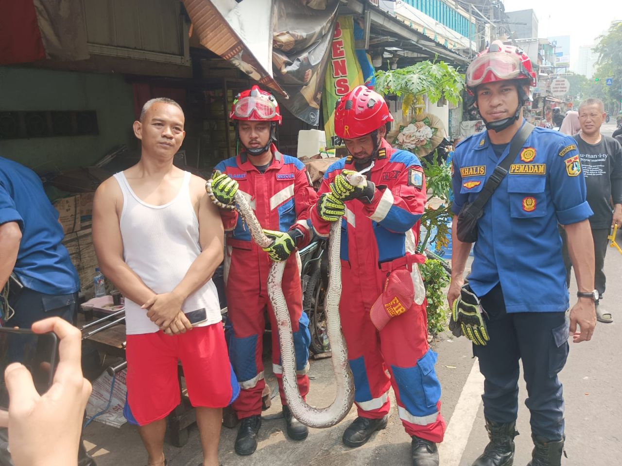 Penemuan Ular Sanca 2,5 Meter Gegerkan Warga RW 08 Utan Panjang Kemayoran
