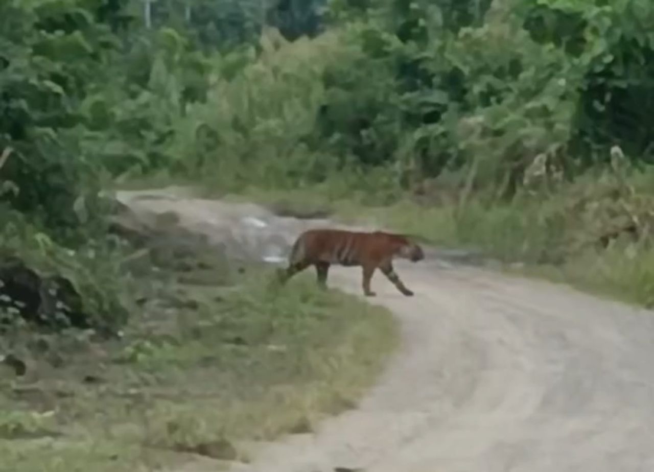 KRISIS HARIMAU DI ACEH TIMUR: Tujuh Hari Mencekam, Warga Hidup dalam Ketakutan, Pemerintah Lamban !